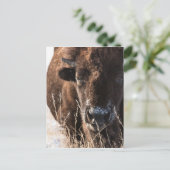 buffaloCard.jpg Briefkaart (Staand voorkant)
