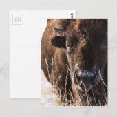 buffaloCard.jpg Briefkaart (Voorkant / Achterkant)