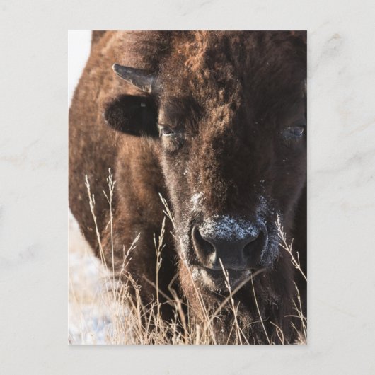 buffaloCard.jpg Briefkaart (Voorkant)