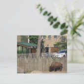 buffel briefkaart (Staand voorkant)