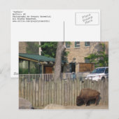 buffel briefkaart (Voorkant / Achterkant)