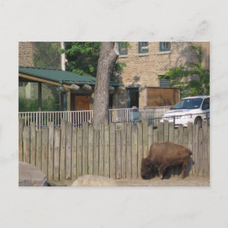 buffel briefkaart