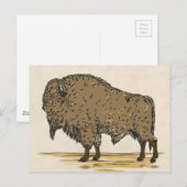 buffel briefkaart (Voorkant / Achterkant)