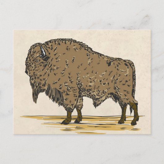 buffel briefkaart (Voorkant)
