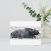 buffel briefkaart (Staand voorkant)