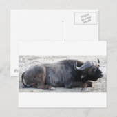 buffel briefkaart (Voorkant / Achterkant)