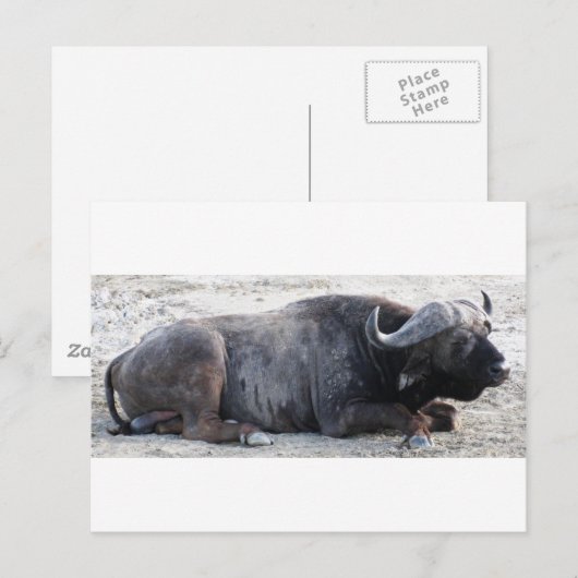 buffel briefkaart (Voorkant / Achterkant)