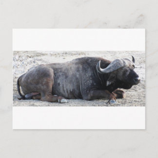 buffel briefkaart