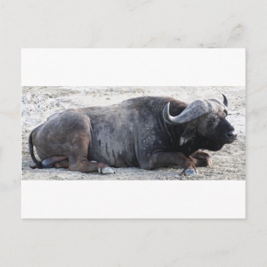 buffel briefkaart (Voorkant)