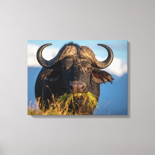buffel die gras eet canvas afdruk (Voorkant)