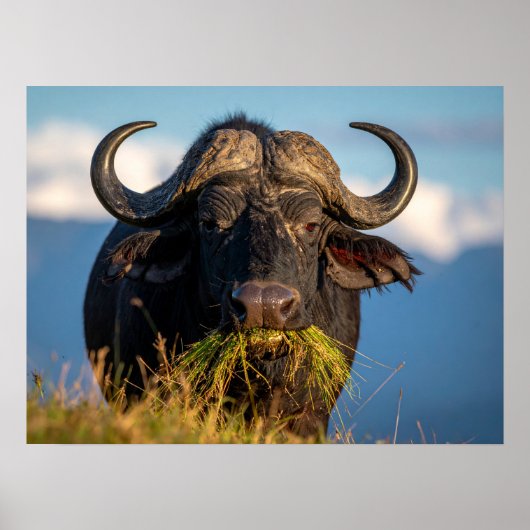 buffel gras etend poster (Voorkant)