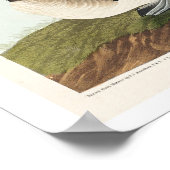 Buffel-head Duck van Audubon Poster (Hoek)