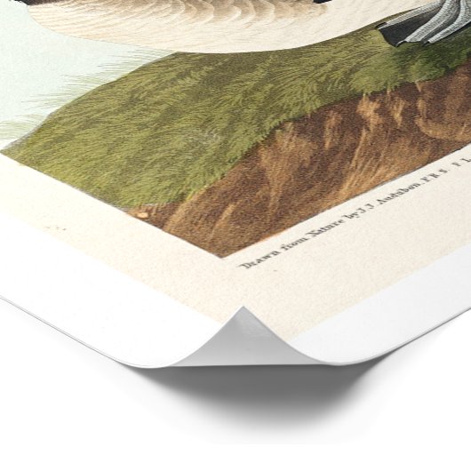 Buffel-head Duck van Audubon Poster (Hoek)