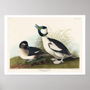 Buffel-head Duck van Audubon Poster