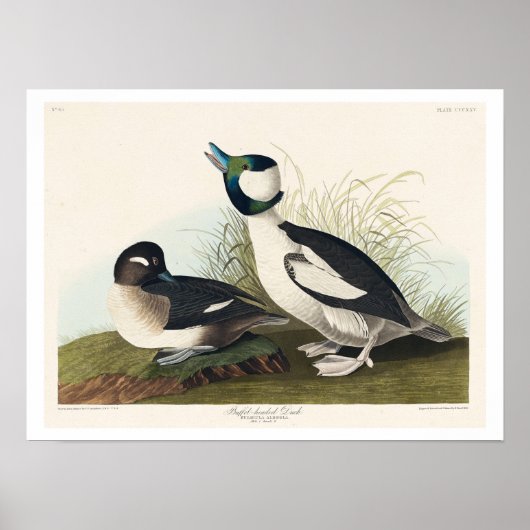 Buffel-head Duck van Audubon Poster (Voorkant)