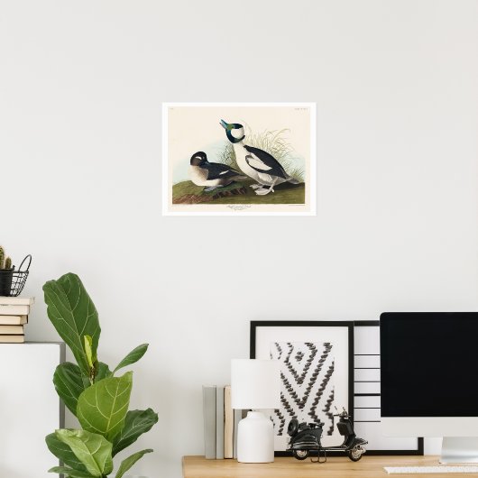 Buffel-head Duck van Audubon Poster (Thuiskantoor)