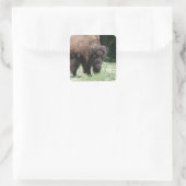 Buffel in veld vierkante sticker (Tas)