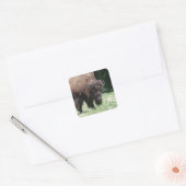 Buffel in veld vierkante sticker (Envelop)