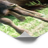 Buffelblad Afbeelding Poster afdrukken (Hoek)