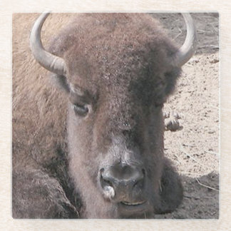 Buffelfotovierkant Onderzetter van glas