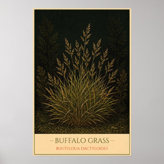 Buffelgras Poster (Voorkant)
