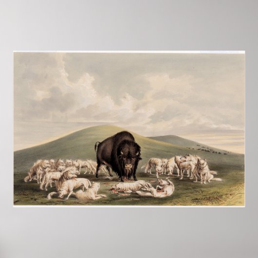 Buffeljacht, witte wolven die een buffel aanvallen poster (Voorkant)