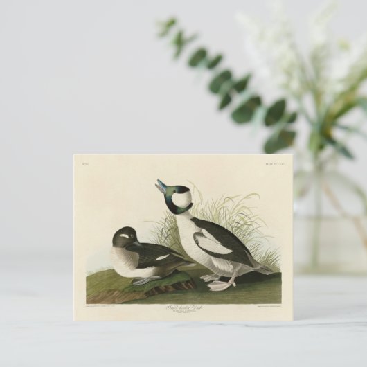 Buffelkop Duck van Audubon's Birds of America Briefkaart (Staand voorkant)