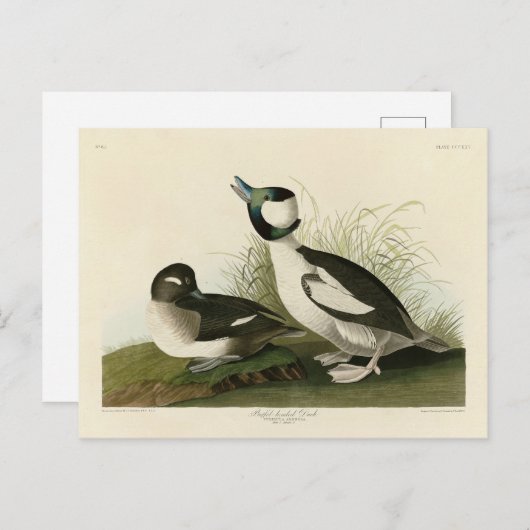 Buffelkop Duck van Audubon's Birds of America Briefkaart (Voorkant / Achterkant)