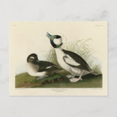 Buffelkop Duck van Audubon's Birds of America Briefkaart (Voorkant)