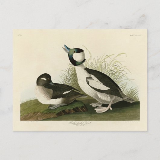 Buffelkop Duck van Audubon's Birds of America Briefkaart (Voorkant)