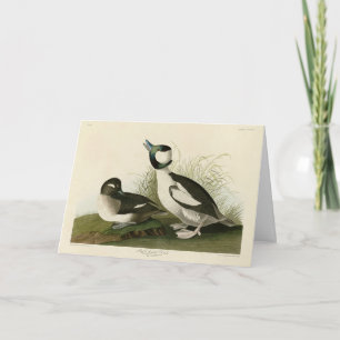 Buffelkop Duck van Audubon's Birds of America Kaart