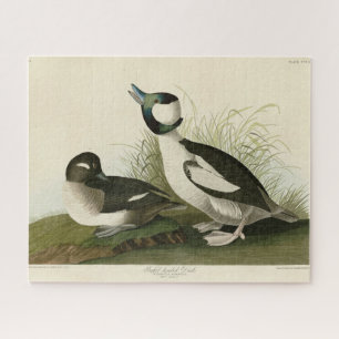 Buffelkop Duck van Audubon's Birds of America Legpuzzel