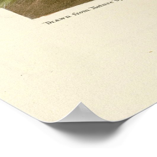 Buffelkop Duck van Audubon's Birds of America Poster (Hoek)