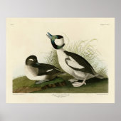 Buffelkop Duck van Audubon's Birds of America Poster (Voorkant)