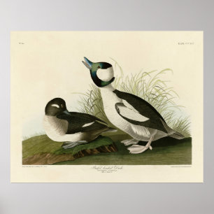Buffelkop Duck van Audubon's Birds of America Poster