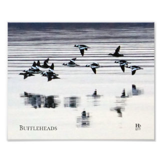 Buffelkopeenden op het meer van Higgins Foto Afdruk