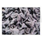 Buffelnoten — Kaart van waterkaltrop (Voorkant Horizontaal)