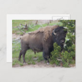 Buffelrok uit Tongue Briefkaart (Voorkant / Achterkant)