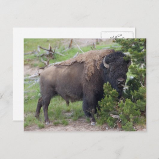 Buffelrok uit Tongue Briefkaart (Voorkant / Achterkant)