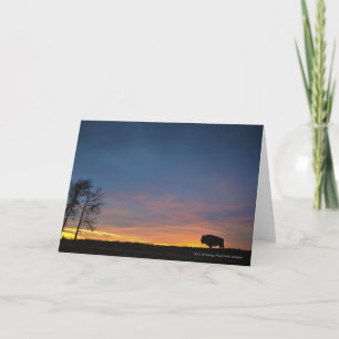 Buffels bij Zonsondergang in het Nationale Park Kaart