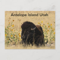 Buffels op Antelope Island in Utah Briefkaart
