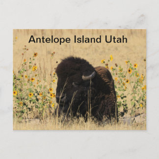 Buffels op Antelope Island in Utah Briefkaart