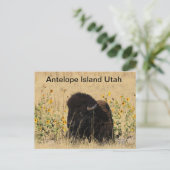 Buffels op Antelope Island in Utah Briefkaart (Staand voorkant)