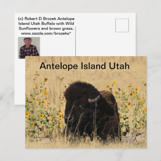 Buffels op Antelope Island in Utah Briefkaart (Voorkant / Achterkant)