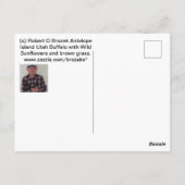 Buffels op Antelope Island in Utah Briefkaart (Achterkant)