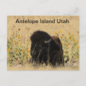 Buffels op Antelope Island in Utah Briefkaart (Voorkant)