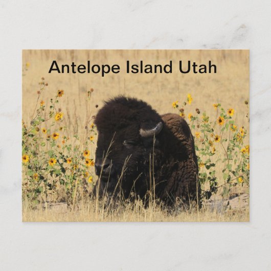 Buffels op Antelope Island in Utah Briefkaart (Voorkant)