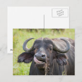 Buffelteken Tongue-out Briefkaart (Voorkant / Achterkant)