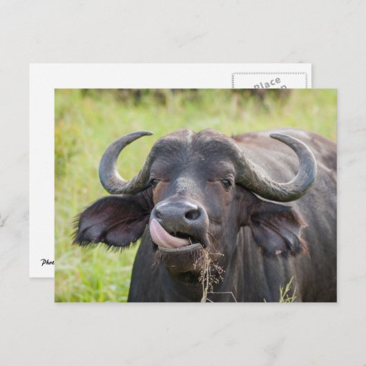 Buffelteken Tongue-out Briefkaart (Voorkant / Achterkant)