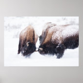 Buffelten Poster (Voorkant)